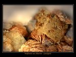 Wulfenite sur Fluorine - France, Rh�ne, Lantigni� - Cicipetta -- 25/07/08